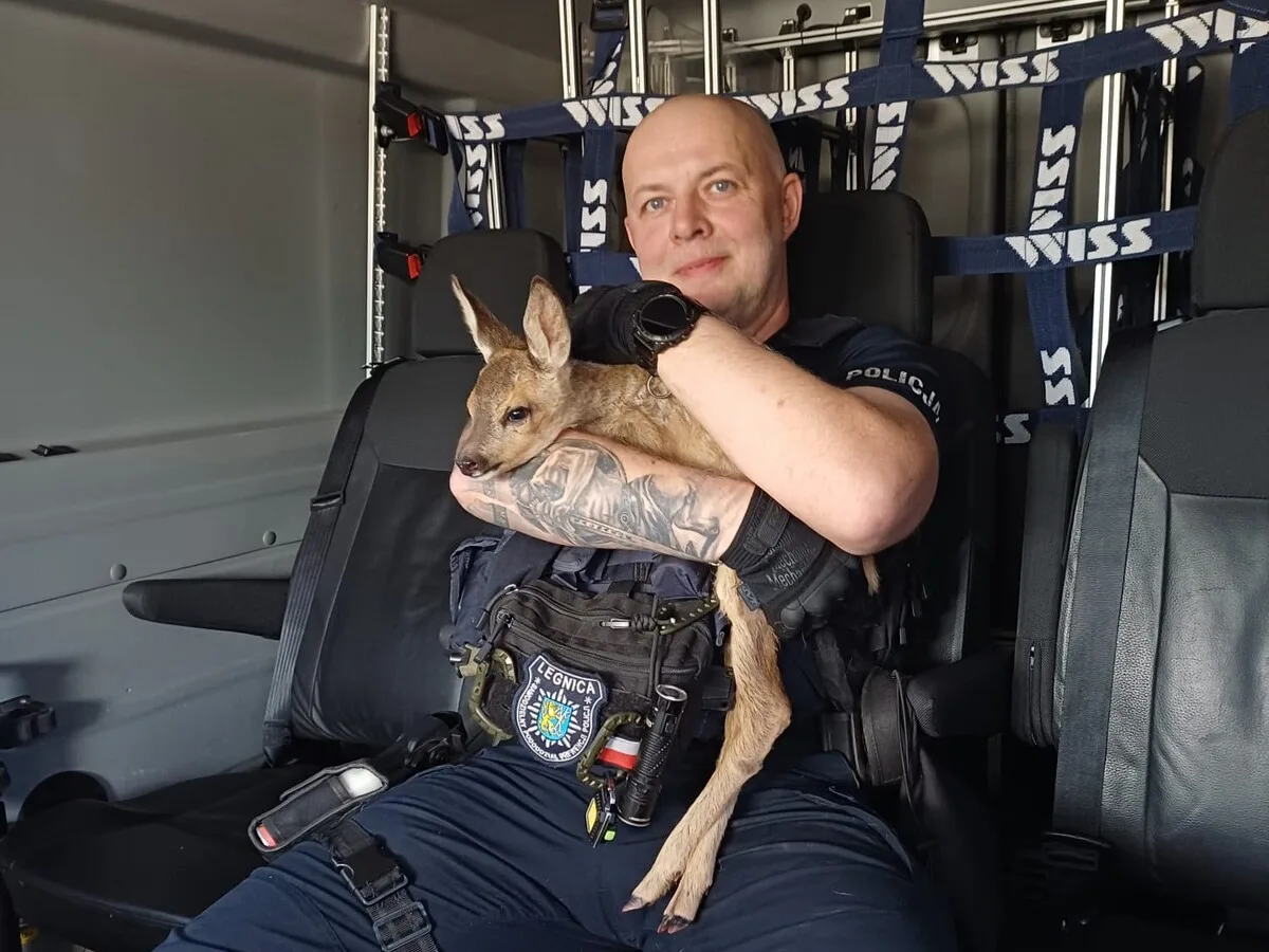 Policjanci uratowali zagubione koźlę sarny w Legnicy