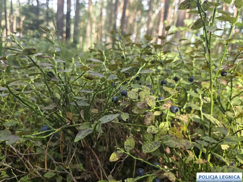Sezon na jagody i grzyby – bezpieczeństwo w lesie