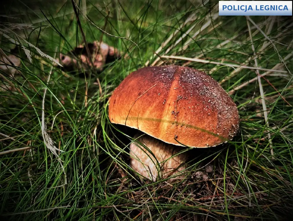 Zasady bezpiecznego grzybobrania